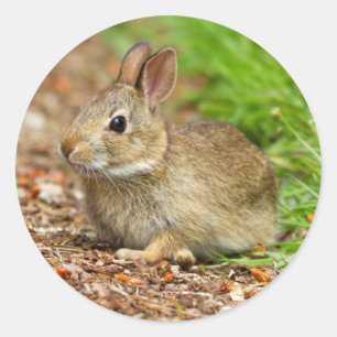 Sticker Rond WA, Redmond, lapin bébé à queue blanche