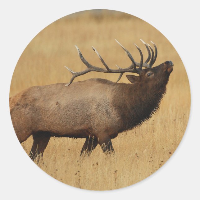 Sticker Rond wapiti (Devant)