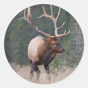 Sticker Rond Wapiti des montagnes rocheuses