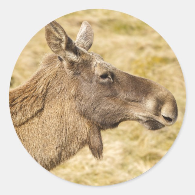 Sticker Rond wapiti eurasien (Devant)