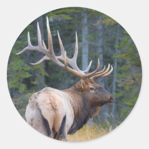 Sticker Rond Wapiti mâle des Montagnes Rocheuses
