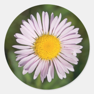 Sticker Rond Washington, Cascade Range, Mont Baker