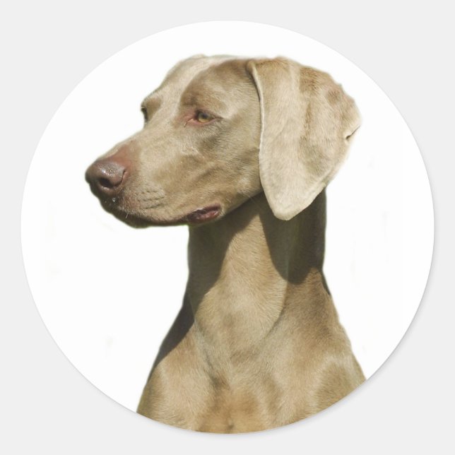 Sticker Rond Weimaraner (Devant)