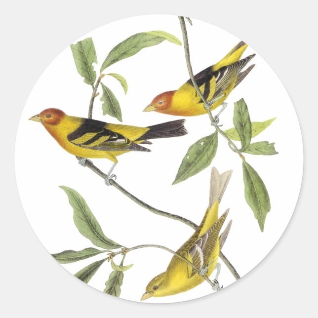 Sticker Rond Western Tanager - John James Audubon (Devant)