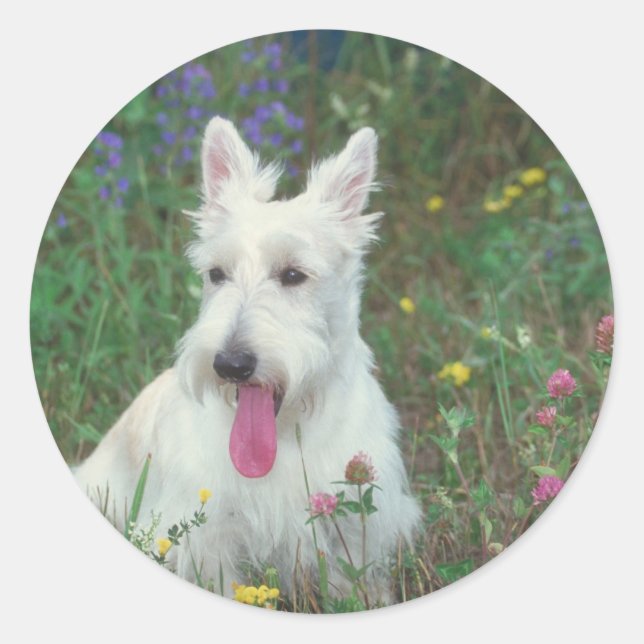 Sticker Rond Wheaton Scottish Terrier (Devant)