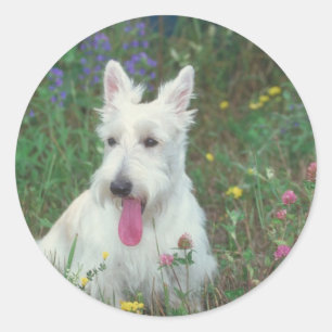 Sticker Rond Wheaton Scottish Terrier