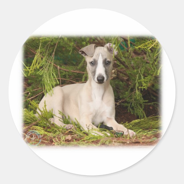 Sticker Rond Whippet 9Y563D-005 (Devant)