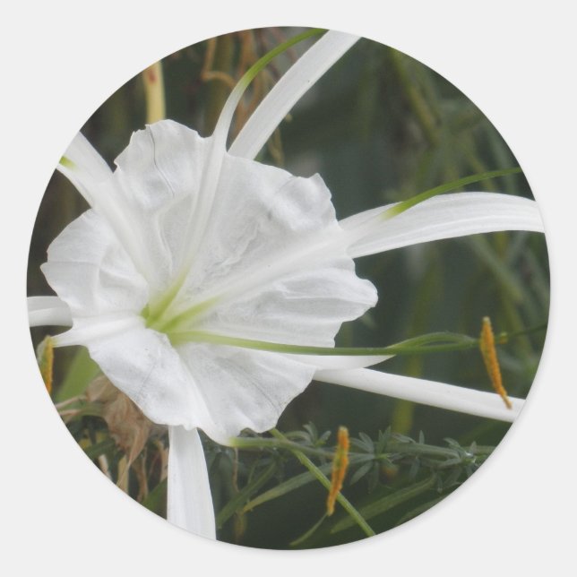 Sticker Rond White Beach Spider Lily Lys Photo Fleur (Devant)