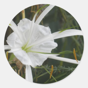 Sticker Rond White Beach Spider Lily Lys Photo Fleur