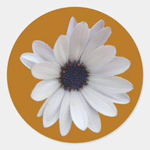 Sticker Rond White Daisy Purple Center Gold Arrière - plan Phot