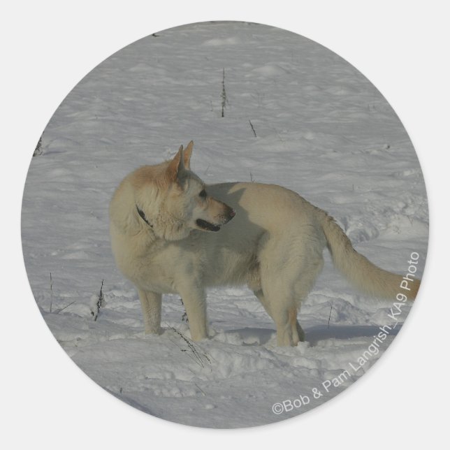 Sticker Rond White German Shepherd in the Snow (Devant)