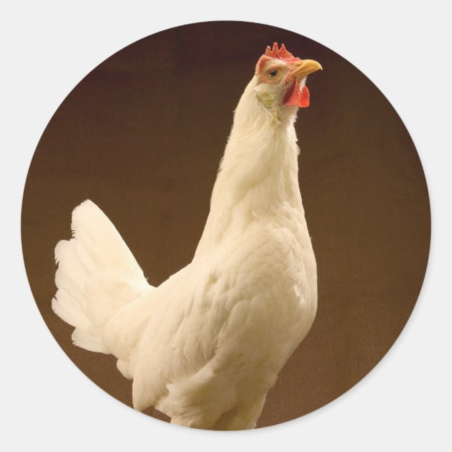 Sticker Rond White Leghorn (Devant)