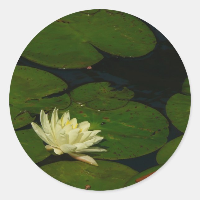 Sticker Rond White Waterlily I Peaceful (Devant)
