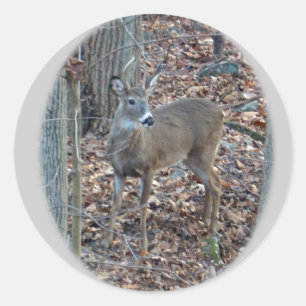 Sticker Rond Whitetail Deer Spike Buck Series