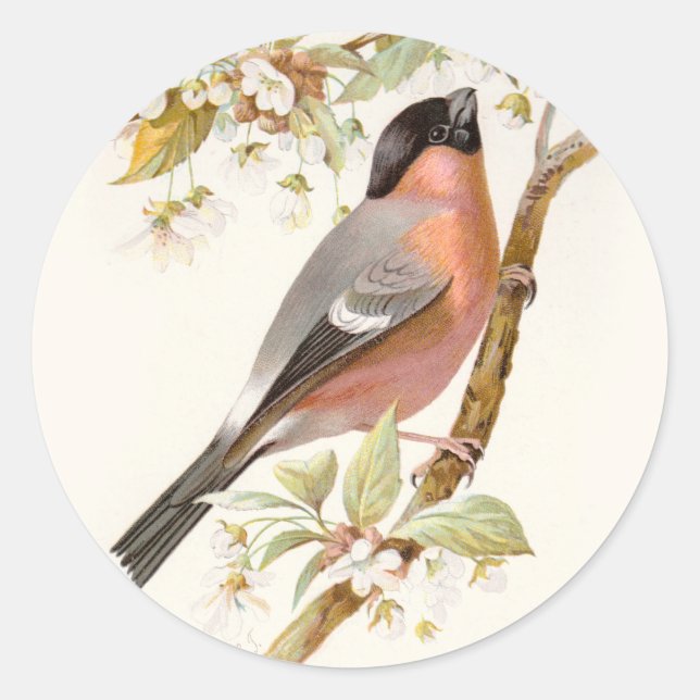 Sticker Rond Wild familial BIRDs Swaysland Great Bullfinch (Devant)