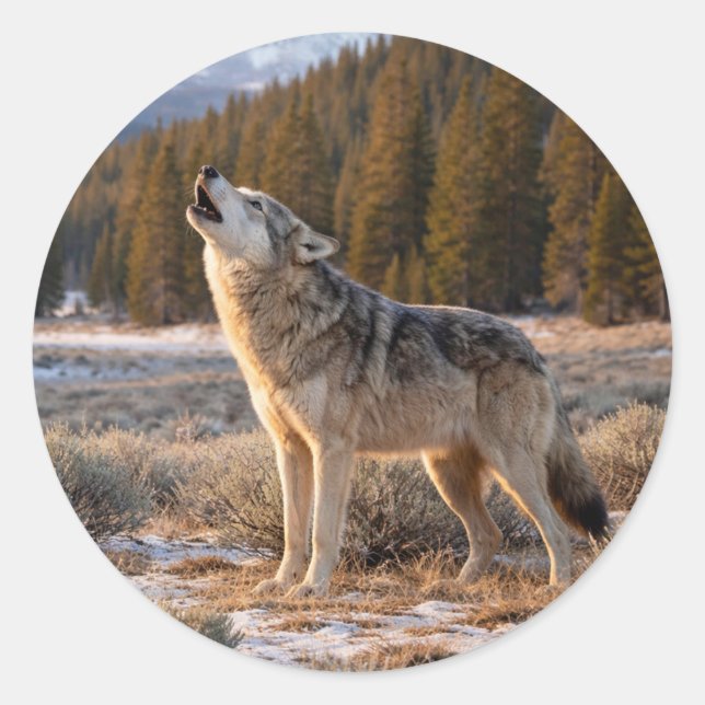 Sticker Rond Wildlife Howling Gray Wolf Wilderness Scene (Devant)