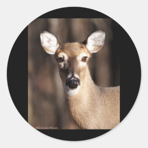 Sticker Rond Wildlife Whitetail Deer Doe Portrait