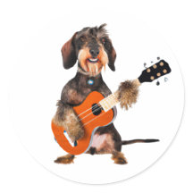 Wirehair Dachshund Jouer à la guitare acoustique