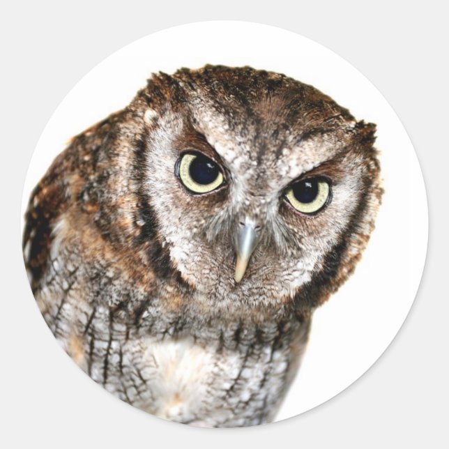 Sticker Rond Wise Owl (Devant)