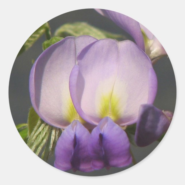 Sticker Rond Wisteria violette de gros plan (Devant)