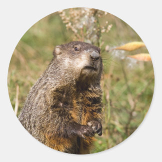 Sticker Rond Woodchuck