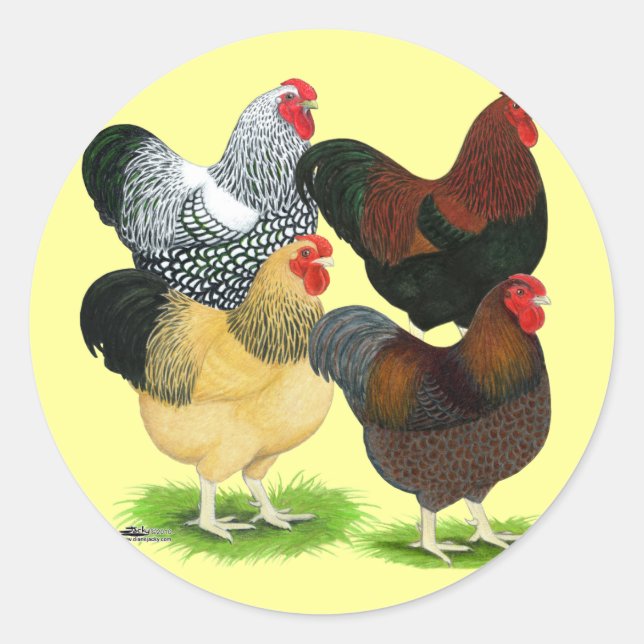 Sticker Rond Wyandotte : Assortiment de coq (Devant)