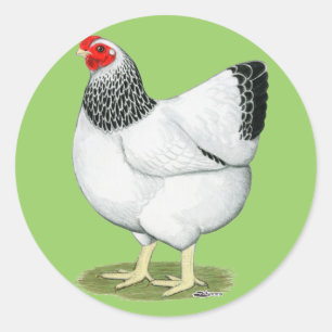 Sticker Rond Wyandotte :  Poule colombienne