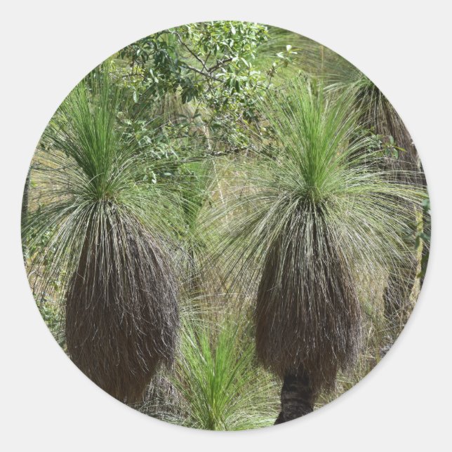 STICKER ROND XANTHORRHOEA GRASS TREE BUSH PLANTE AUSTRALIE (Devant)