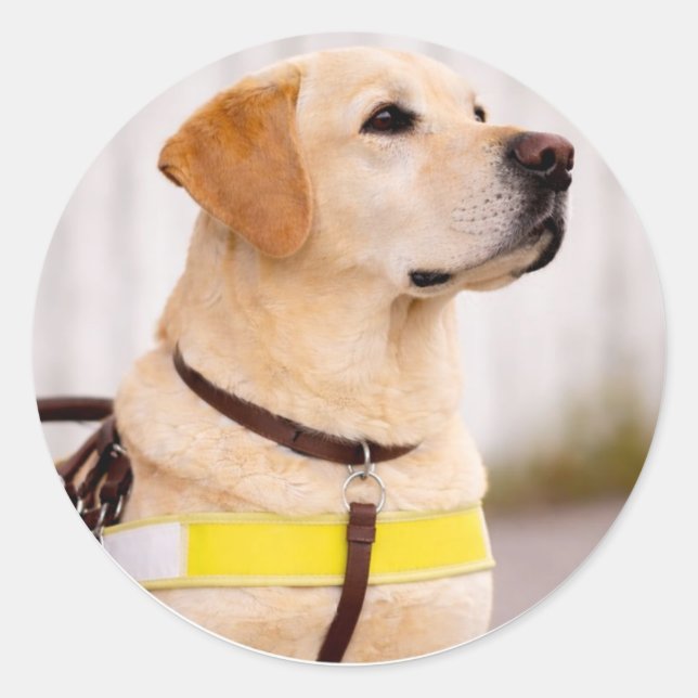 Sticker Rond Yellow Labrador Guide Dog Graduation Envelope Seal (Devant)