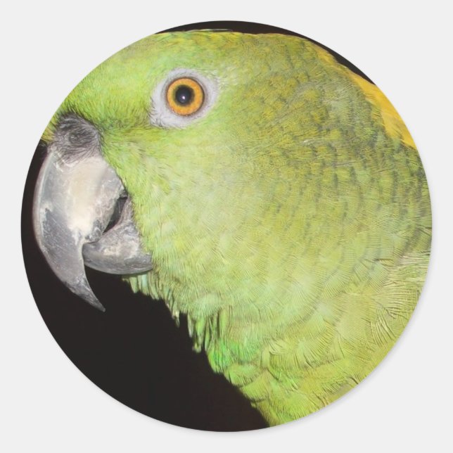 Sticker Rond Yellownape Amazon (Devant)