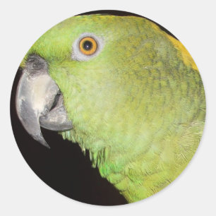 Sticker Rond Yellownape Amazone