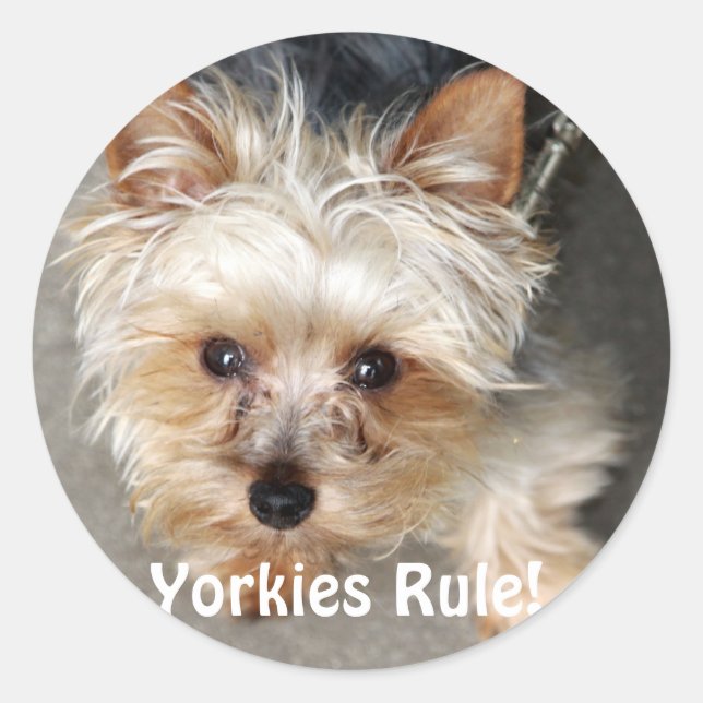 Sticker Rond Yorkie, les Yorkies gouvernent ! (Devant)