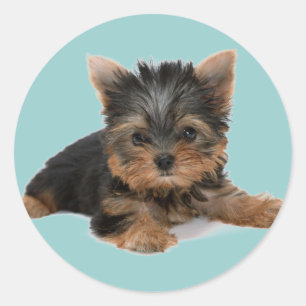 Sticker Rond Yorkie Pup