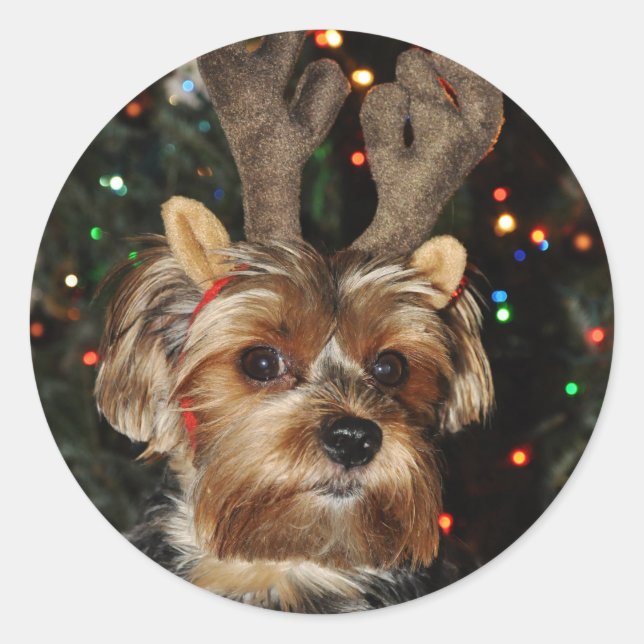 Sticker rond Yorkshire Terrier (Devant)
