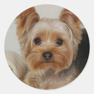 Sticker Rond Yorkshire Terrier