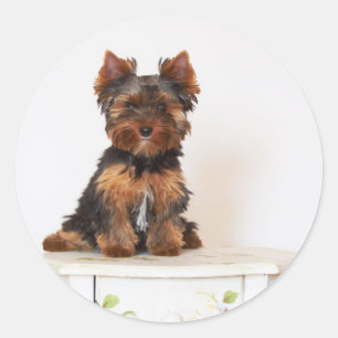 Sticker Rond Yorkshire Terrier
