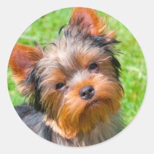 Sticker Rond Yorkshire Terrier qui regarde vers le haut