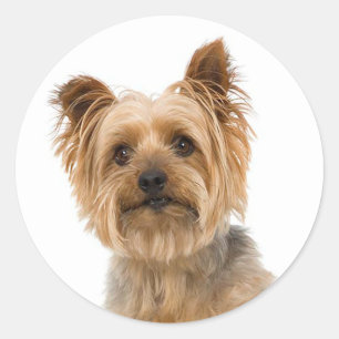 Sticker Rond Yorkshire Terrier Yorkie Love Chien Chien Chien Ch