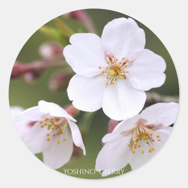 Sticker Rond Yoshino Cherry：Seal (Devant)