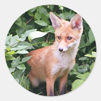 Sticker Rond Young Fox 1