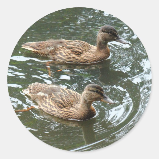 Sticker Rond Young Mallard Ducks (Devant)