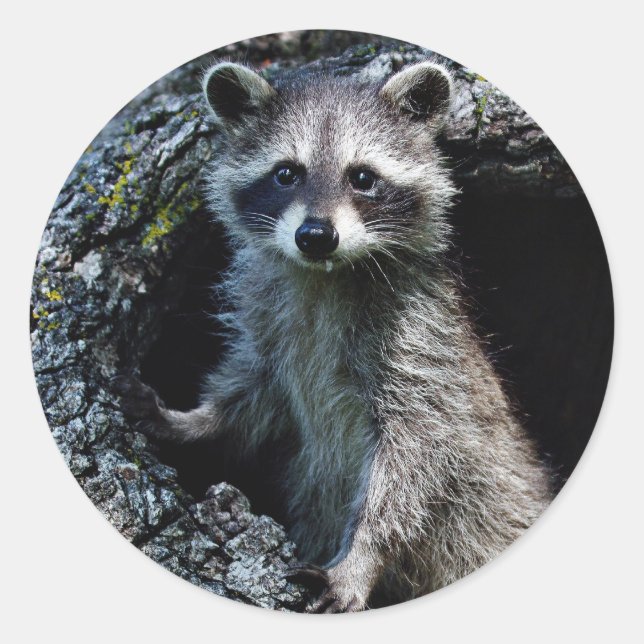 Sticker Rond Young Raccoon (Devant)