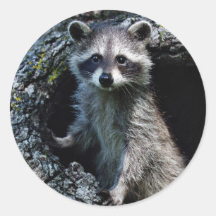 Sticker Rond Young Raccoon