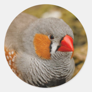 Sticker Rond Zebra Finch sur les rochers