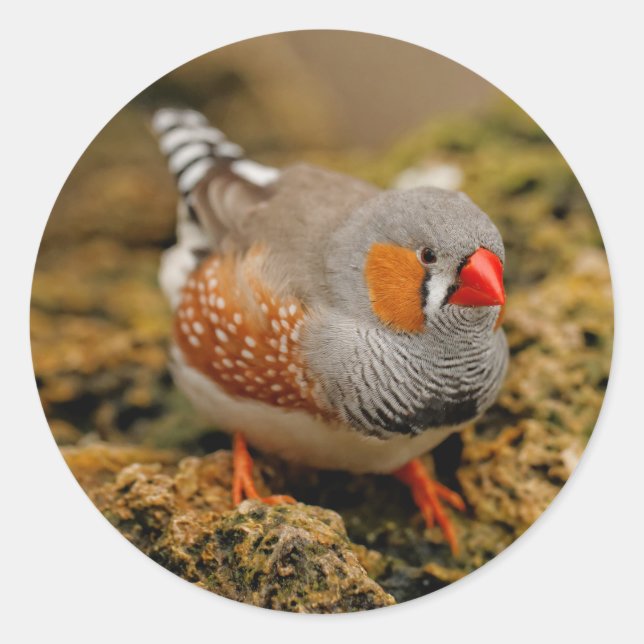 Sticker Rond Zebra Finch sur les rochers (Devant)