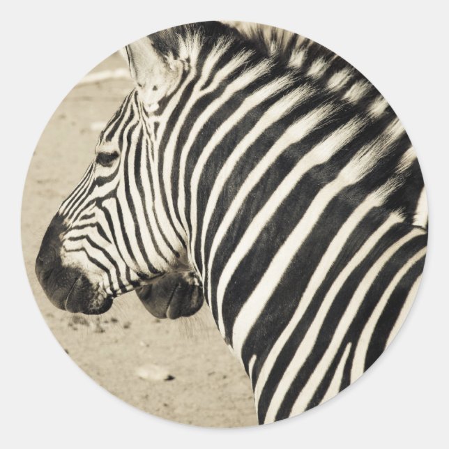 Sticker Rond Zèbre (Devant)