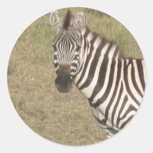 Sticker Rond Zèbre africain (Devant)
