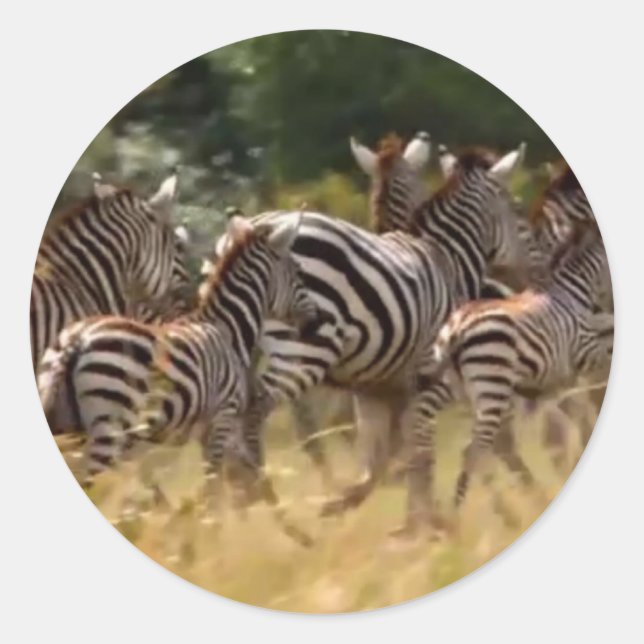 Sticker Rond Zèbres en mouvement : Un voyage de mille milles (Devant)