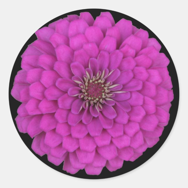 Sticker Rond Zinnia (Devant)