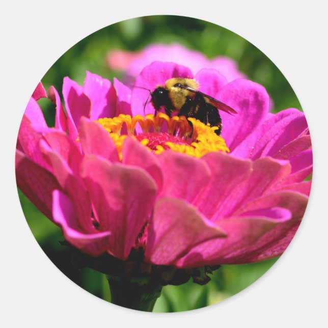 Sticker Rond Zinnia rose avec bourdon, fleurs roses, abeille mi (Devant)
